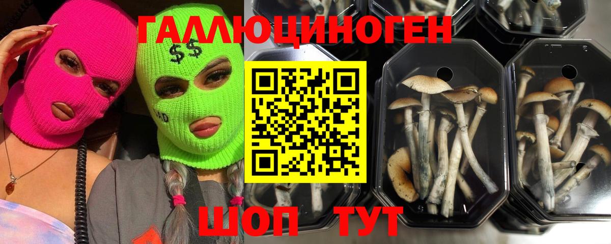 Псилоцибиновые грибы GOLDEN TEACHER Елабуга